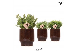 Rhipsalis mix Kolibri Greens Rhipsalis mix in Classy pot brown1 pp
