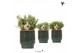 Rhipsalis mix Kolibri Greens Rhipsalis mix in Classy pot green1 pp 