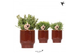 Rhipsalis mix Kolibri Greens Rhipsalis mix in Classy pot red1 pp