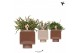 Rhipsalis mix Kolibri Greens Rhipsalis mix in Cube pot brown mix1 pp 