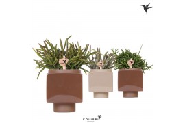 Rhipsalis mix Kolibri Greens Rhipsalis mix in Cube pot brown mix1 pp