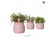 Rhipsalis mix Kolibri Greens Rhipsalis mix in Vintage Bowl pot pink1 p 