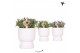 Rhipsalis mix Kolibri Greens Rhipsalis mix in Diabolo pot white1 pp 