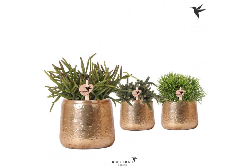 Rhipsalis mix Kolibri Greens Rhipsalis mix in Luxury pot gold1 pp 