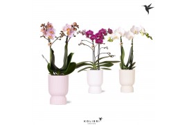 Phalaenopsis mix Kolibri Orchids Phalaenopsis mix 2 spike in Diabolo p