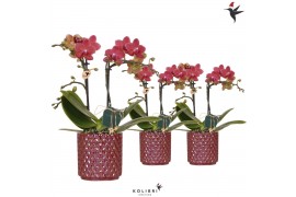 Phalaenopsis multiflora oranje Kolibri Orchids Phalaenopsis 2 spike in