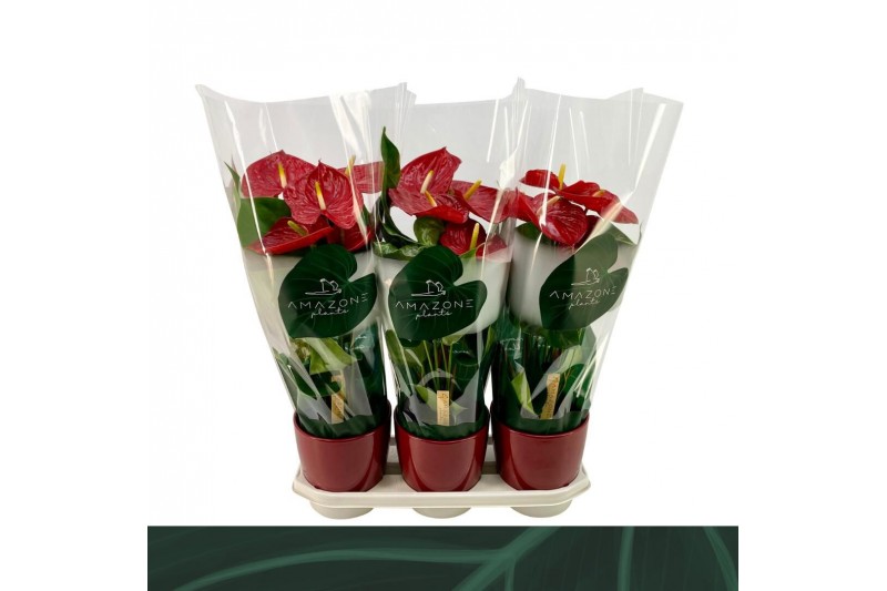 Anthurium andr. madural Anthurium rood keramiek 17cmbl. 