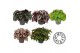 Begonia blad beleaf mix Bladbegonia Rex Mix in Floratino2 pp 