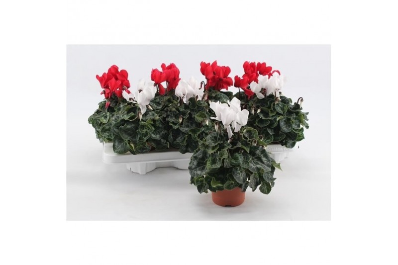 Cyclamen pers. midi super serie macro Cyclaam Macro Red & White22 cm d 