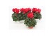 Cyclamen pers. midi super serie allure Cyclaam Midi Red22 cm diameter  