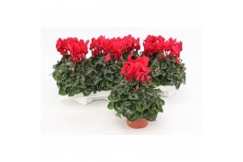 Cyclamen pers. midi super serie allure Cyclaam Midi Red22 cm diameter 