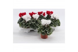 Cyclamen pers. super serie picasso Cyclaam Picasso Red & White22 cm di