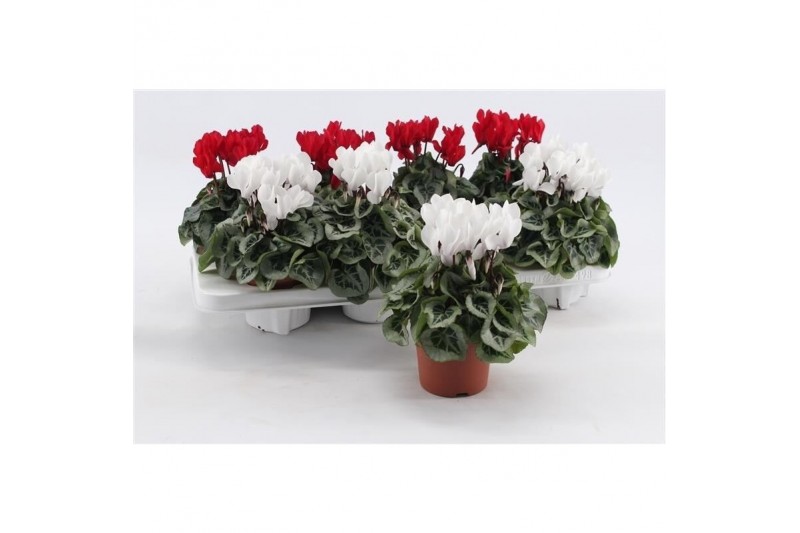 Cyclamen pers. super serie picasso Cyclaam Picasso Red & White22 cm di 