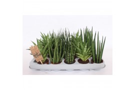 Sansevieria cylindrica Sansevieria Luxe mix