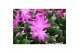 Schlumbergera Pink (Cyber) - Decorum 100 bl. 