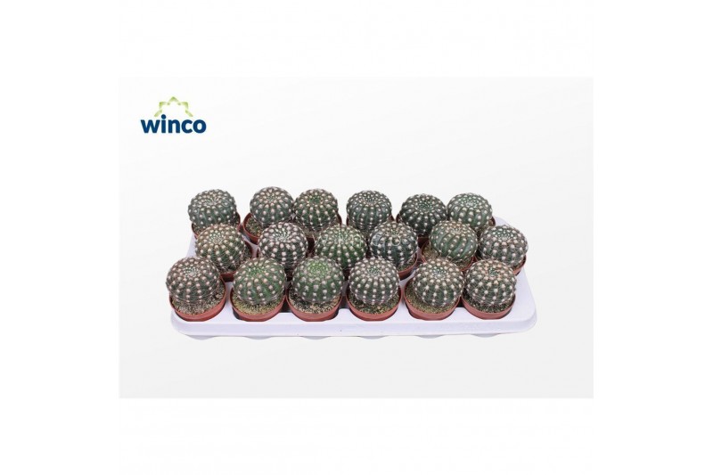 Echinocactus grusonii Notocactus Uebelmaniana 