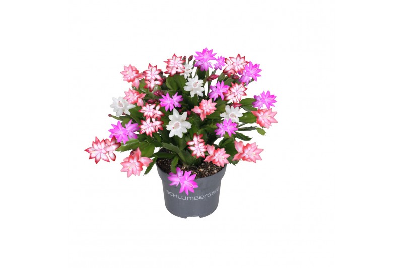 Schlumbergera mix QUATTROLORE - Decorum 70 bl. 