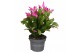 Schlumbergera naomi Pink (Cyber) - Decorum 70 bl. 