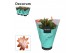 Schlumbergera Orange (Vida) - Decorum 70 bl. 
