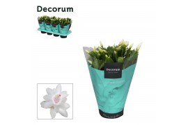 Schlumbergera witte eva White (Malissa) - Decorum 70 bl.
