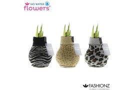 Hippeastrum gewaxt No Water Flowers® Fashionz Animal Print2 tak/plnt
