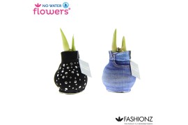 Hippeastrum gewaxt No Water Flowers® Fashionz Streetlife2 tak/plnt
