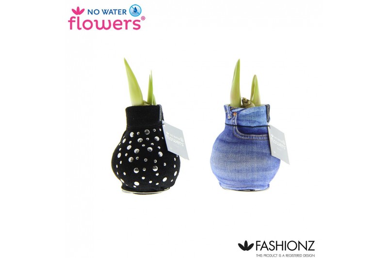 Hippeastrum gewaxt No Water Flowers® Fashionz Streetlife2 tak/plnt 