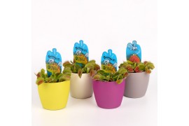 Dionaea muscipula Dionaea muscipula in sierpot