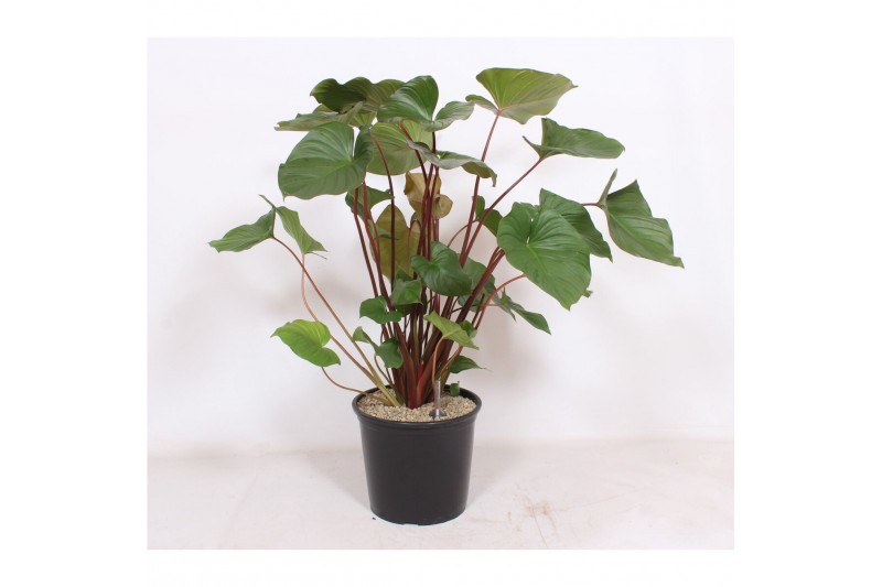 Homalomena rubescens maggy 