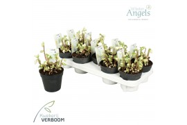 Helleborus niger verboom beauty Helleborus verboom beauty 8+ bloem 8 b