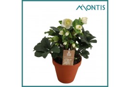 Helleborus niger christmas carol Helleborus Christmas Carol 15 cm in T