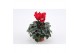 Cyclamen pers. midori synchro Cyclaam Mini Red15 cm diameter rood 1 pp 