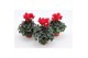 Cyclamen pers. midori synchro Cyclaam Mini Red15 cm diameter rood 1 pp 