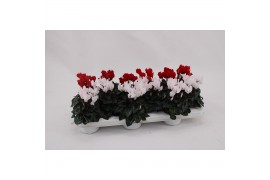 Cyclamen pers. midori synchro Cyclaam Mini White Red Mix15 cm diameter