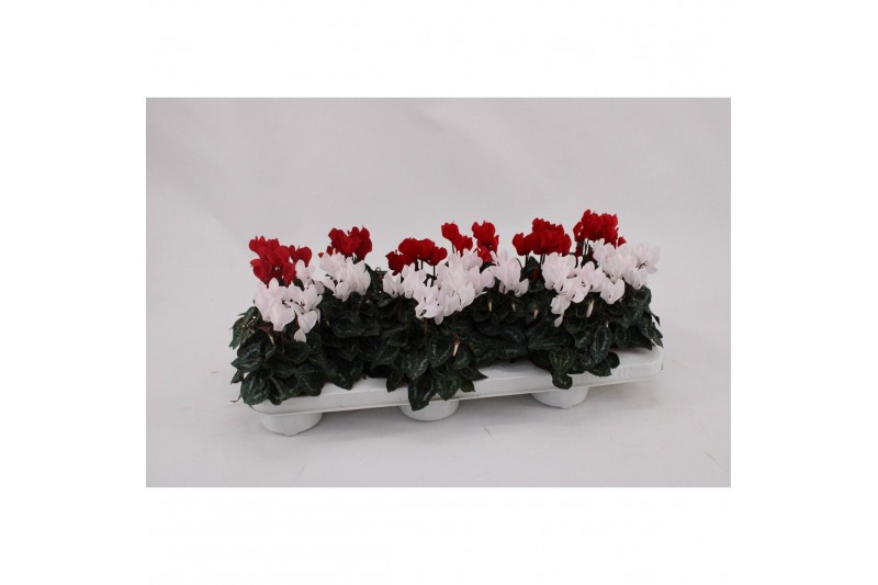 Cyclamen pers. midori synchro Cyclaam Mini White Red Mix15 cm diameter 