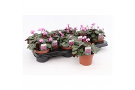 Cyclamen coum Cyclaam Coum Pink22 cm diameter 1 pp