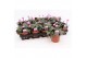 Cyclamen coum Cyclaam Coum Pink22 cm diameter 1 pp 