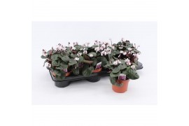 Cyclamen coum Cyclaam Coum White22 cm diameter 1 pp