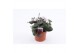 Cyclamen coum Cyclaam Coum White22 cm diameter 1 pp 