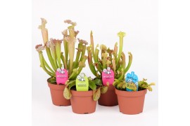 Vleesetende planten Vleesetende planten mix