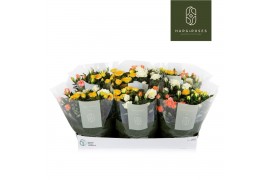 Rosa kordana mix Rosa Kordana Pastel mix schalen (3 Kleuren Mix)15 bl.