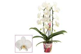 Phalaenopsis wit Phalaenopsis cascade 2 tak wit (Scenza)14 bl. 2 tak/p