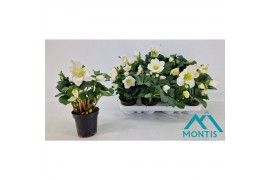 Helleborus niger christmas carol Helleborus Christmas Carol 9 cm XL 8 