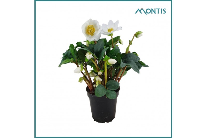 Helleborus niger christmas carol Helleborus Christmas Carol 9 cm XXL 1 