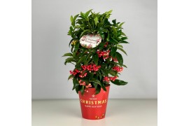 Ardisia crenata bos premium Ardisia crenata Bospremium Red 14cm In Pot