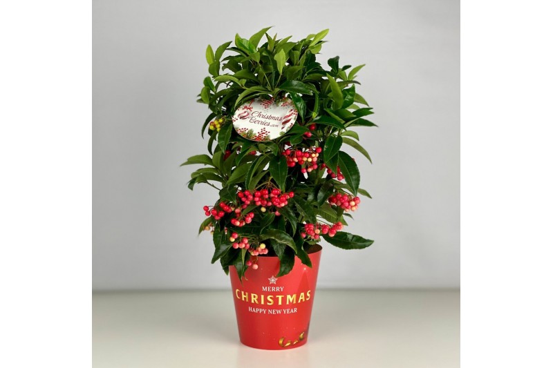 Ardisia crenata bos premium Ardisia crenata Bospremium Red 14cm In Pot 