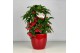 Ardisia crenata bos premium Ardisia crenata Bospremium Red met rode po 
