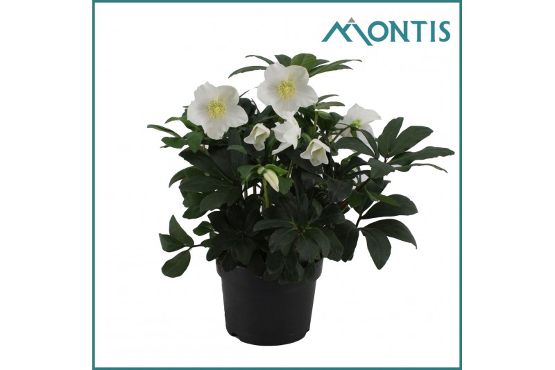Helleborus niger christmas carol Helleborus Christmas Carol 17 cm Extr 