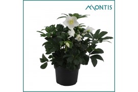 Helleborus niger christmas carol Helleborus Christmas Carol 17 cm Larg