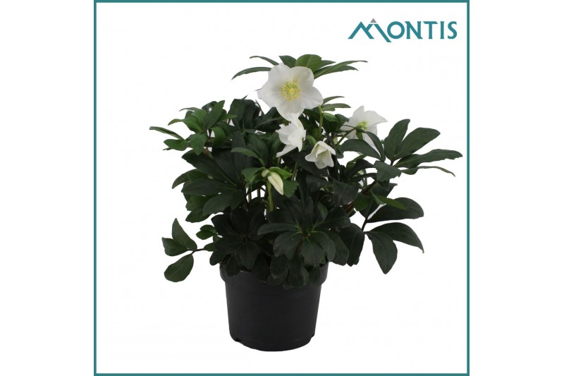 Helleborus niger christmas carol Helleborus Christmas Carol 17 cm Larg 